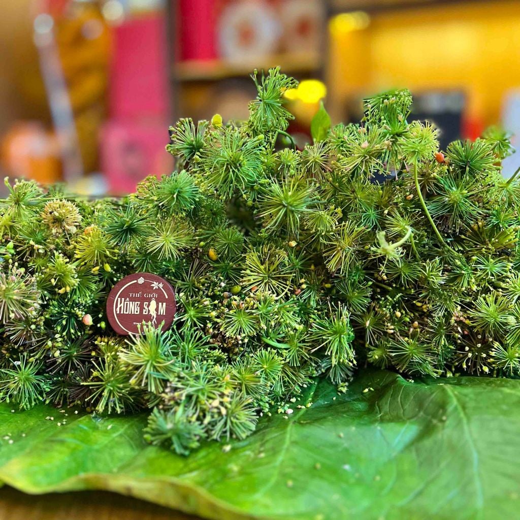 Hoa Sâm Ngọc Linh Kon Tum Tươi 1kg