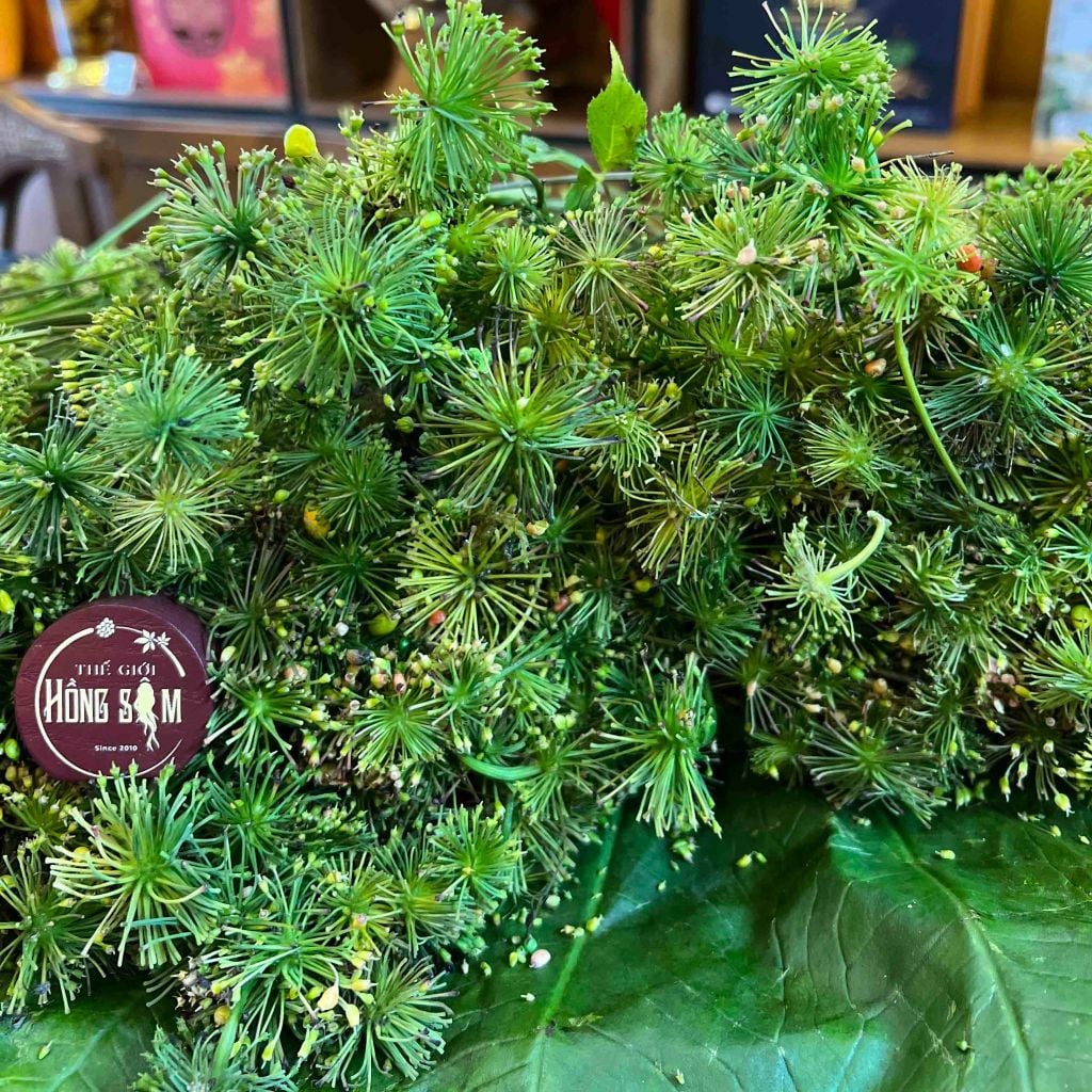 Hoa Sâm Ngọc Linh Kon Tum Tươi 1kg