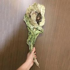 Hoa Thiên Sơn Tuyết Liên Khô 10g