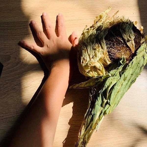 Hoa Thiên Sơn Tuyết Liên