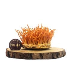Nấm Đông Trùng Hạ Thảo Tươi
