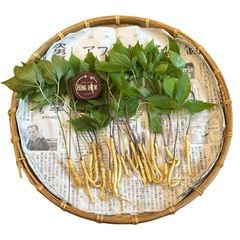 Sâm Mầm Có Lá 12K/Cây – Xuất VAT Đầy Đủ (Tối thiểu 200 cây)