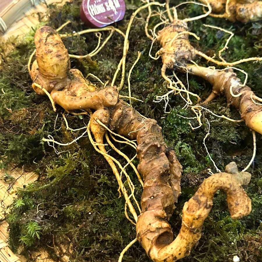 Sâm Ngọc Linh KonTum 8–15 năm | Chuẩn VIP, quà tặng doanh nhân