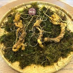 Sâm Ngọc Linh KonTum 8–15 năm | Chuẩn VIP, quà tặng doanh nhân