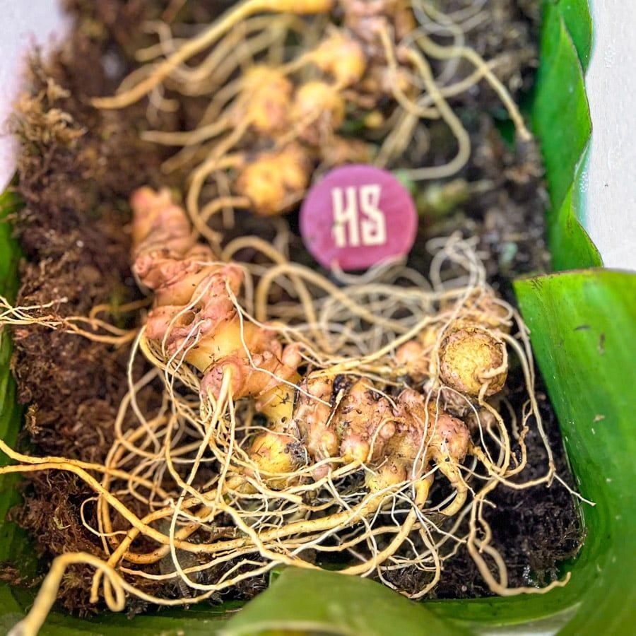 Sâm Ngọc Linh KonTum 8–15 năm | Chuẩn VIP, quà tặng doanh nhân