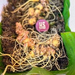 Sâm Ngọc Linh KonTum 8–15 năm | Chuẩn VIP, quà tặng doanh nhân