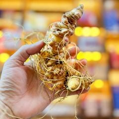 Sâm Ngọc Linh KonTum 8–15 năm | Chuẩn VIP, quà tặng doanh nhân