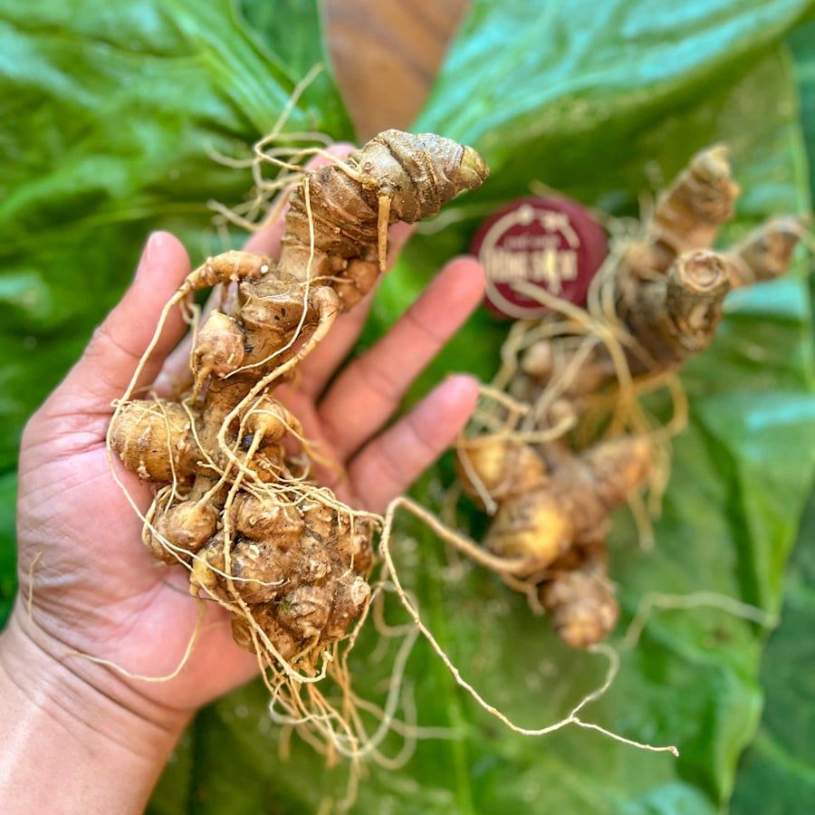 Sâm Ngọc Linh KonTum 8–15 năm | Chuẩn VIP, quà tặng doanh nhân