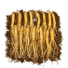 Sâm Tươi Hầm Gà Loại 15 Củ 1 kg