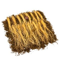 Sâm Tươi Hầm Gà Loại 15 Củ 1 kg