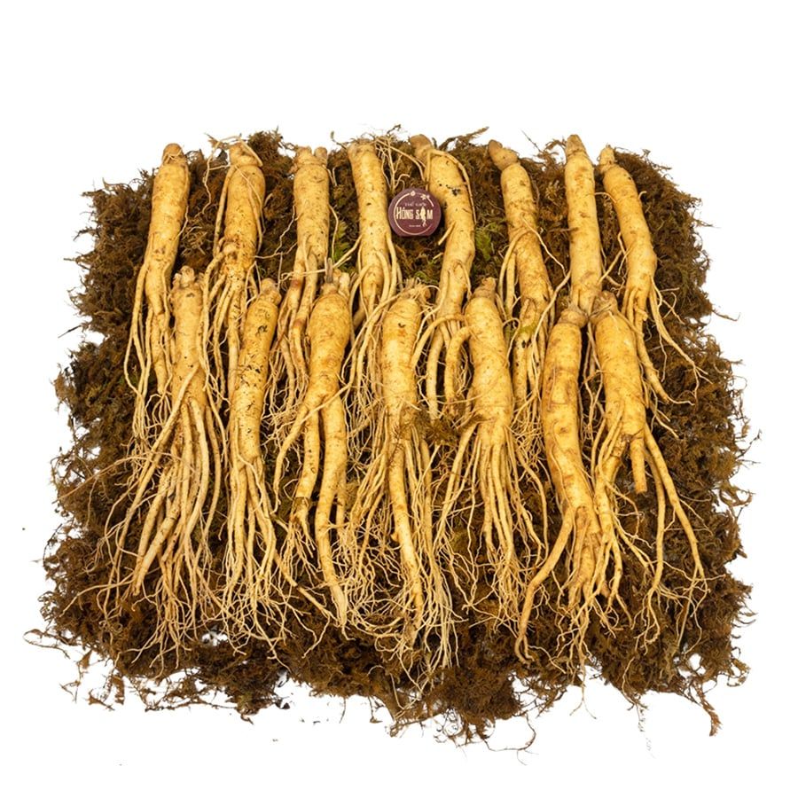 Sâm Tươi Hầm Gà Loại 15 Củ 1 kg