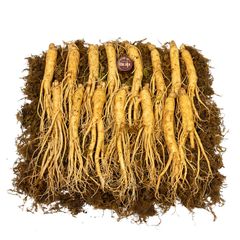 Sâm Tươi Hầm Gà Loại 15 Củ 1 kg