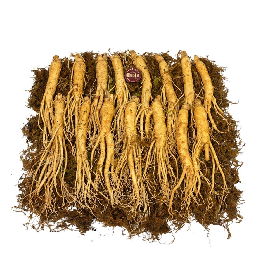 Sâm Tươi Hầm Gà Loại 15 Củ 1 kg
