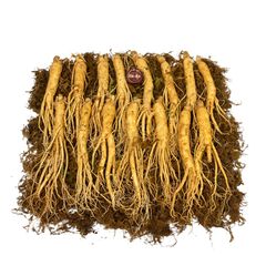 Sâm Tươi Hầm Gà Loại 15 Củ 1 kg