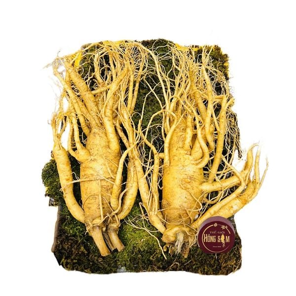 Sâm Tươi Hàn Quốc 2 Củ 1Kg