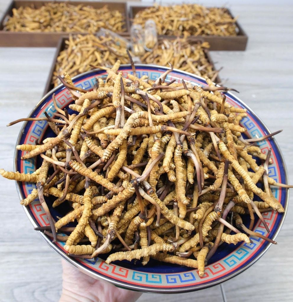 Đông Trùng Hạ Thảo Tây Tạng Tươi Kingsize 1.1 - 1.3g/con (Túi 10 con)