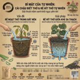  Sa Thạch Nhiệt Luyện Áo Nha Đam URBAN BREATH - Rải Mặt Chậu Chống Thối Rễ (Túi 2L) 