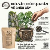  Sa Thạch Nhiệt Luyện Áo Nha Đam URBAN BREATH - Rải Mặt Chậu Chống Thối Rễ (Túi 2L) 