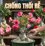  Sa Thạch Nhiệt Luyện Áo Nha Đam URBAN BREATH - Rải Mặt Chậu Chống Thối Rễ (Túi 2L) 