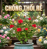  Sa Thạch Nhiệt Luyện Áo Nha Đam URBAN BREATH - Rải Mặt Chậu Chống Thối Rễ (Túi 2L) 