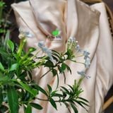 Chăn tơ tằm thuần tơ với ruột chăn do con tằm tự dệt bên trong và vỏ chăn lồng ngoài là lụa dầy 19momme 