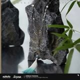  Vòng đeo cổ chủ đề Feixiao - Honkai Star Rail 