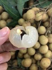 Nhãn Bắc