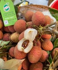 VẢI NẾP