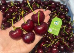 CHERRY MỸ SIZE 8.5 (tặng hộp quà và túi giấy xinh)