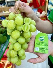 NHO XANH KHÔNG HẠT MỸ Air Chief