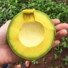 BƠ BOOTH GIỐNG MỸ