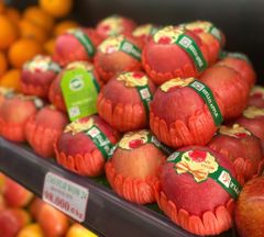 TÁO FUJI GIỐNG NHẬT