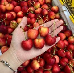 CHERRY VÀNG MỸ  (tặng hộp quà và túi giấy xinh)