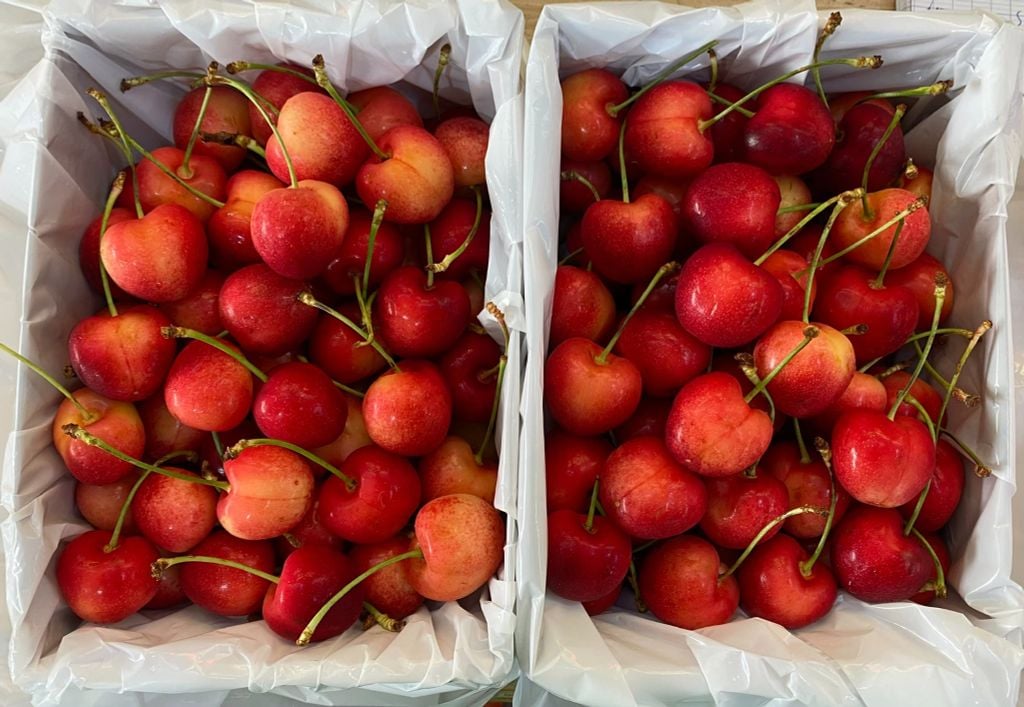 CHERRY VÀNG MỸ  (tặng hộp quà và túi giấy xinh)