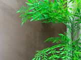  Green house Thảo Điền - Căn 4 