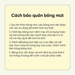 Set 8 Bông Mút Trang Điểm Tự Xé Amortals Farmer