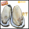 Hàu Đại Dương Size 2l (4-6 Con/Kg) | 9999mart