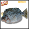 Cá Nâu Size 400g Up [Kg] | 9999mart