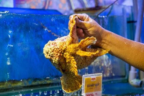  Steamed Hong Kong - Style Stonefish (con 1kg) 