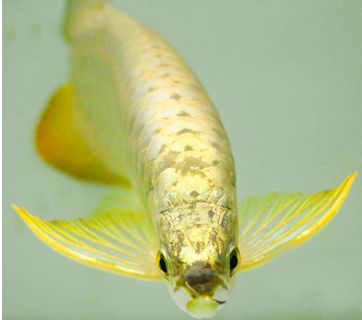  QUÁ BỐI ĐẦU VÀNG 