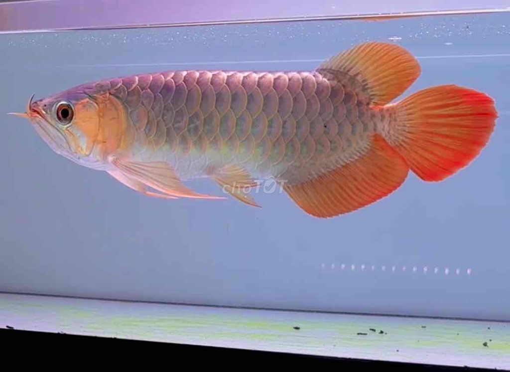  HUYẾT LONG SEPAUK MINI - INDO - SIZE 22-30CM (Bao màu) 