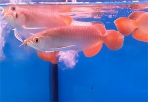  HUYẾT LONG INDO 22-30CM (BAO MÀU) 