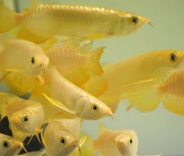  QUÁ BỐI ĐẦU VÀNG (NHỎ) 