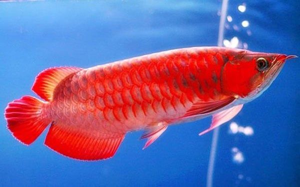  HUYẾT LONG INDO 30-50CM (BAO MÀU) 