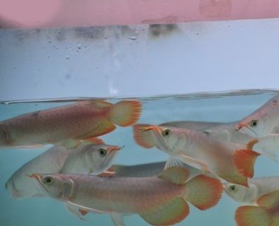  HUYẾT LONG INDO SIZE 18-22CM (BAO MÀU) 