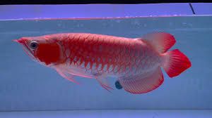  HUYẾT LONG SEPAUK MINI - INDO - SIZE 30-50CM 