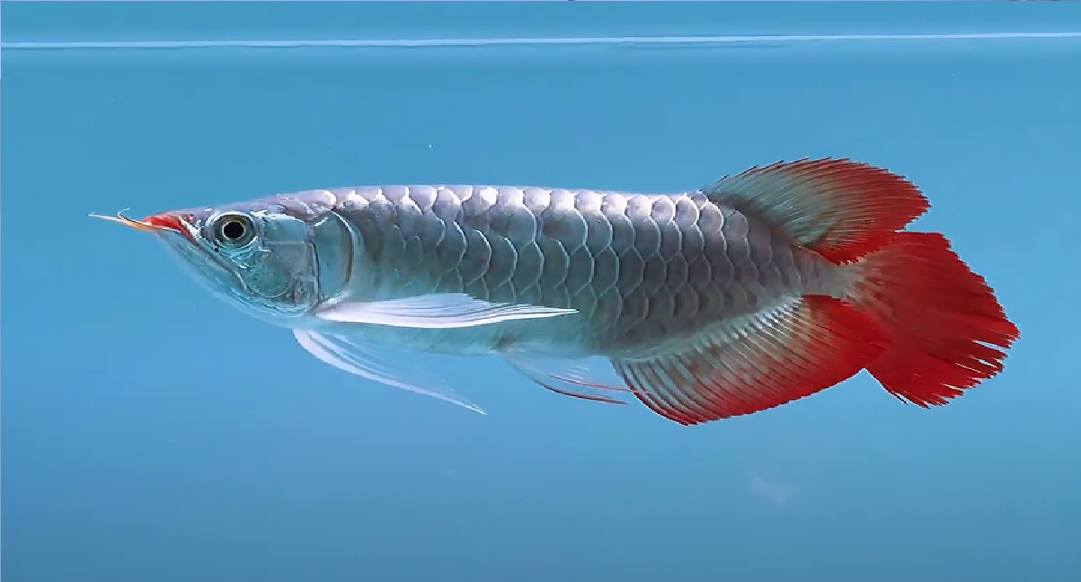  HUYẾT LONG ĐẶC BIỆT 