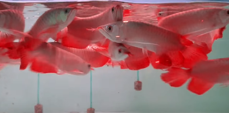  HUYẾT LONG SEPAUK MINI - INDO - SIZE 14-18CM 