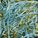  Giấy Rơm Nhũ Lấp Lánh (1KG) – MIX 500GR Để Trang Trí Hộp Quà Tặng Tỏa Sáng! 