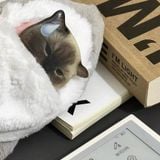  Túi Bút Hình Gấu Túi Đựng Đồ Học Tập Dễ Thương Xả Stress [GIAO HÀNG 2-10 NGÀY | SỈ TỪ 2 TRIỆU | CÓ THỂ IN LOGO] 